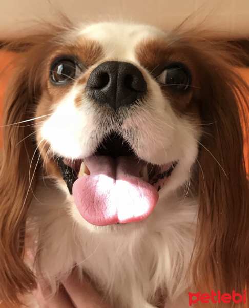 Cavalier King Charles Spanieli, Köpek  LORD fotoğrafı