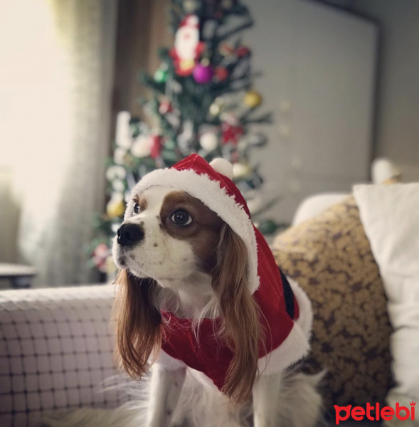 Cavalier King Charles Spanieli, Köpek  LORD fotoğrafı