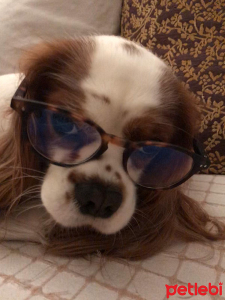 Cavalier King Charles Spanieli, Köpek  LORD fotoğrafı