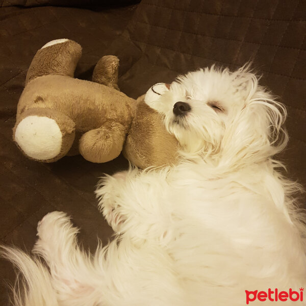 Maltese, Köpek  Köpük fotoğrafı