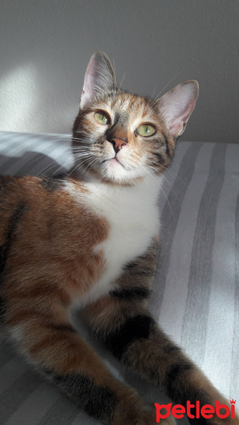 Tekir Kedi, Kedi  Murphy fotoğrafı