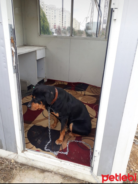 Rottweiler, Köpek  Pars fotoğrafı