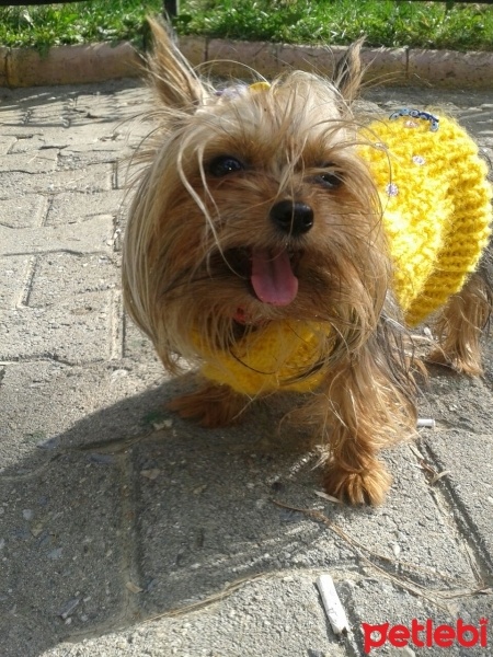 Yorkshire Terrier, Köpek  favola fotoğrafı
