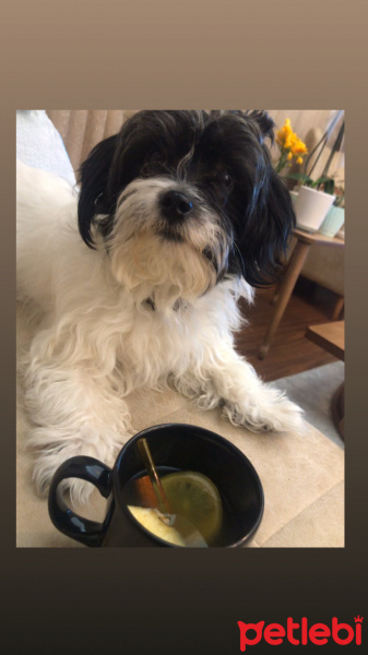 Maltese, Köpek  Bızdık fotoğrafı