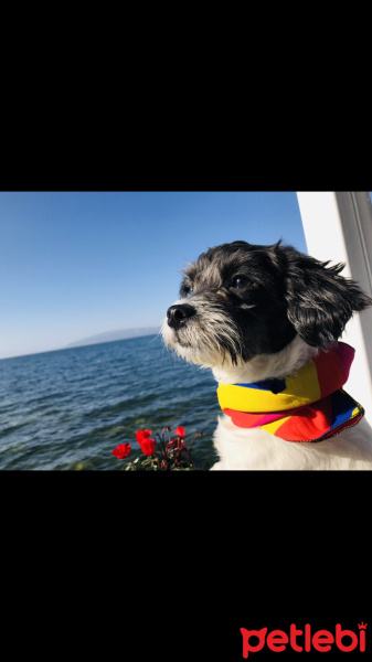 Maltese, Köpek  Bızdık fotoğrafı