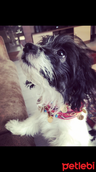 Maltese, Köpek  Bızdık fotoğrafı
