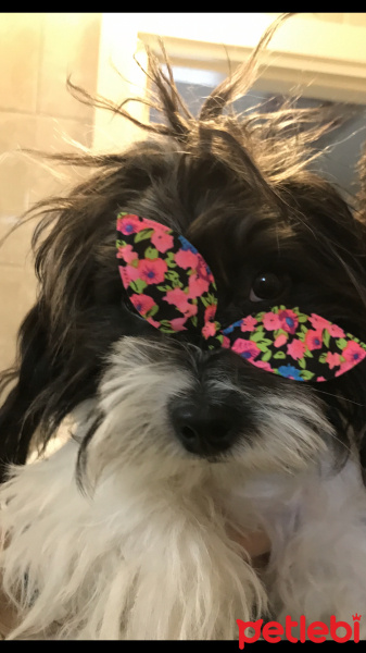 Maltese, Köpek  Bızdık fotoğrafı