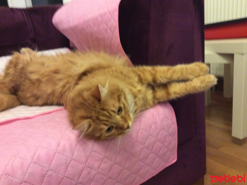 Sarman, Kedi  Mırnav fotoğrafı