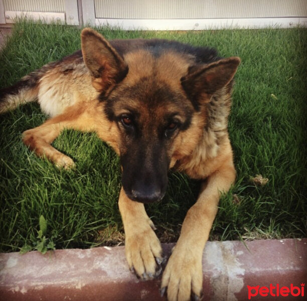 Alman Çoban Köpeği, Köpek  Paşa fotoğrafı