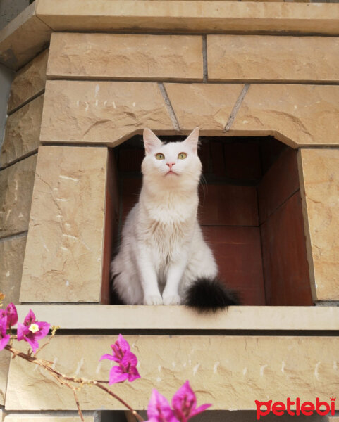 Tekir Kedi, Kedi  Minik fotoğrafı