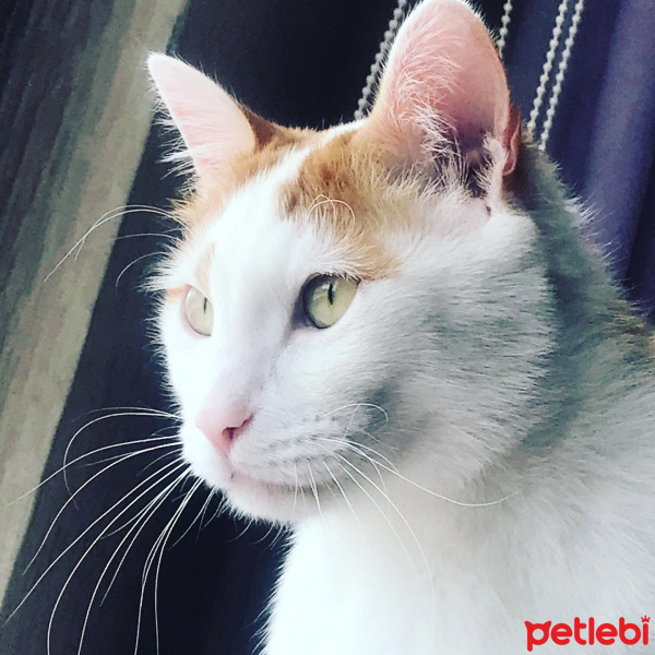 Sarman, Kedi  Dırdırcan fotoğrafı