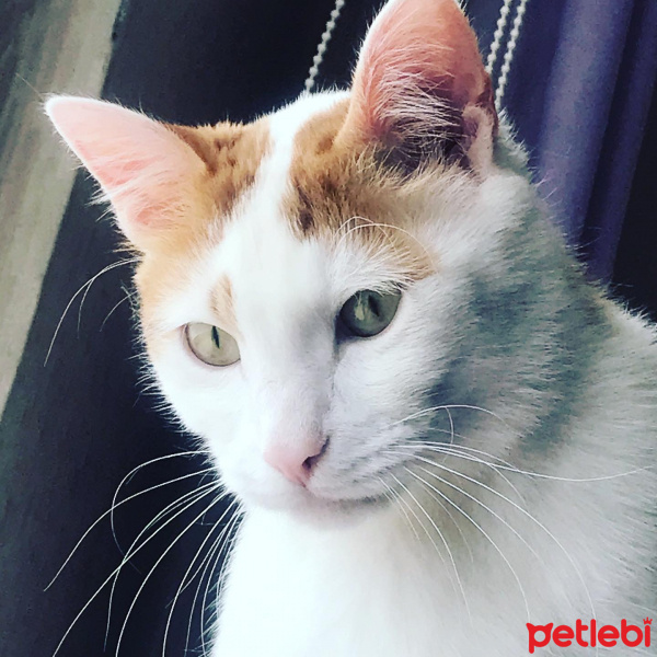 Sarman, Kedi  Dırdırcan fotoğrafı