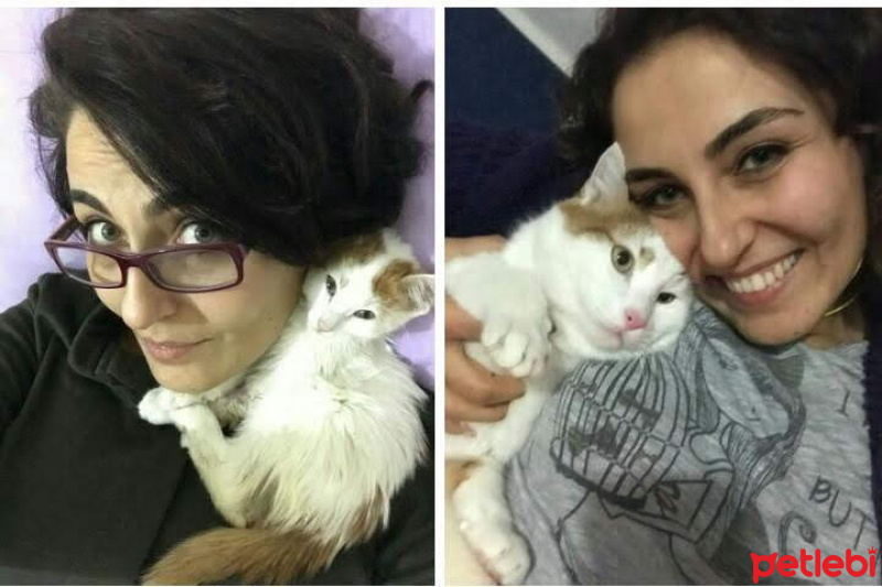 Sarman, Kedi  Dırdırcan fotoğrafı
