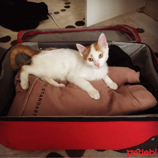 Sarman, Kedi  Dırdırcan fotoğrafı