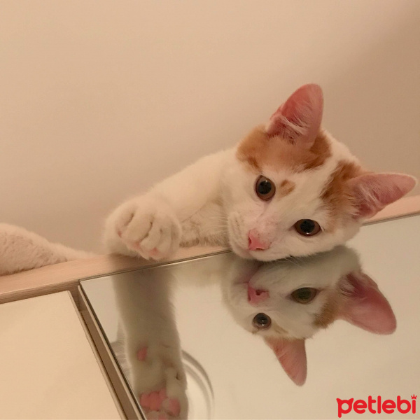 Sarman, Kedi  Dırdırcan fotoğrafı