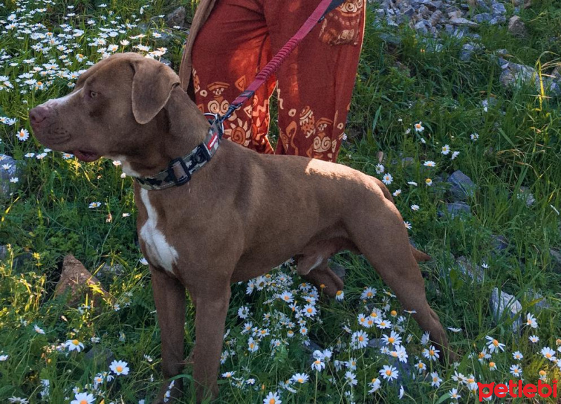 Amerikan Pitbull Terrier, Köpek  Anakin fotoğrafı