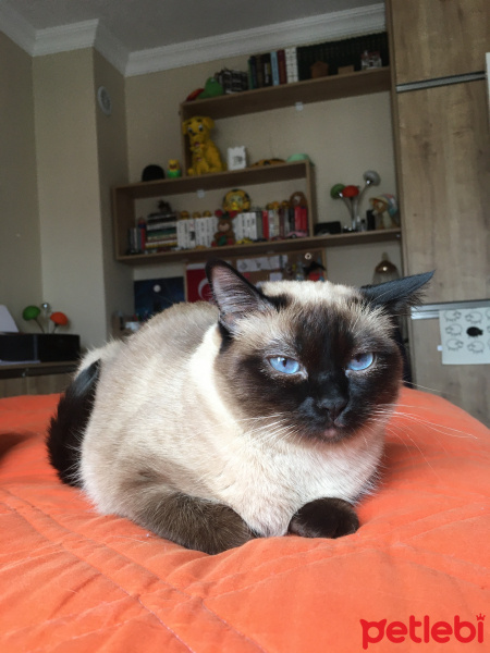 Siyam Kedisi, Kedi  Tarçın fotoğrafı