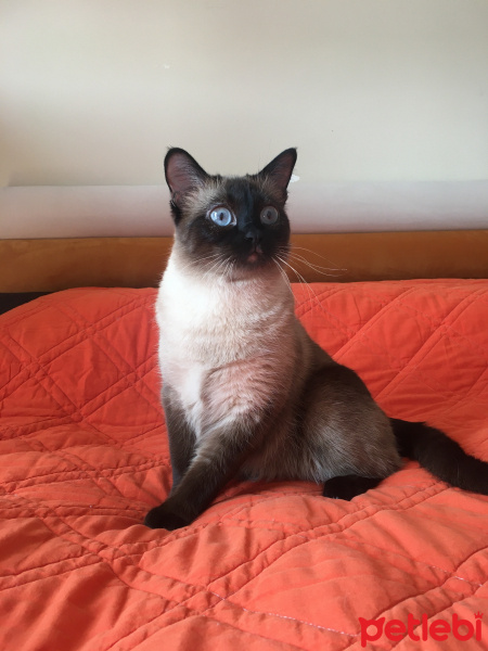 Siyam Kedisi, Kedi  Tarçın fotoğrafı