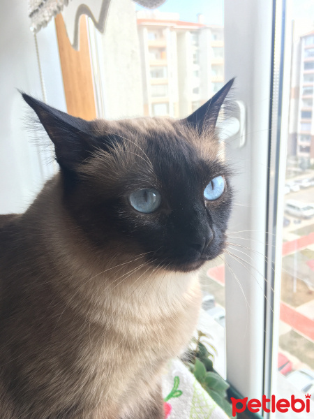 Siyam Kedisi, Kedi  Tarçın fotoğrafı