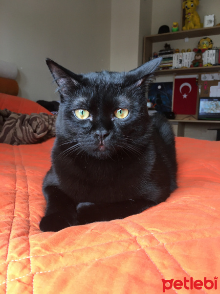 Exotic Shorthair, Kedi  Cengo fotoğrafı