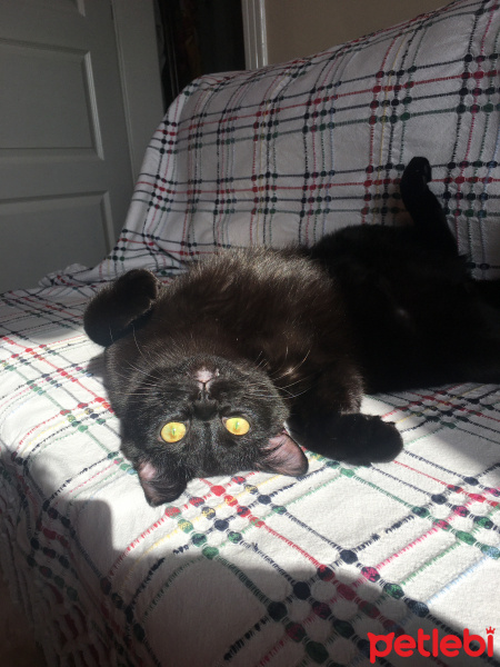 Exotic Shorthair, Kedi  Cengo fotoğrafı