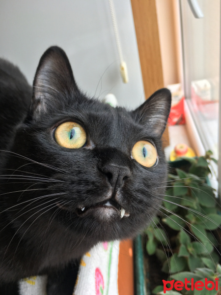 Exotic Shorthair, Kedi  Cengo fotoğrafı