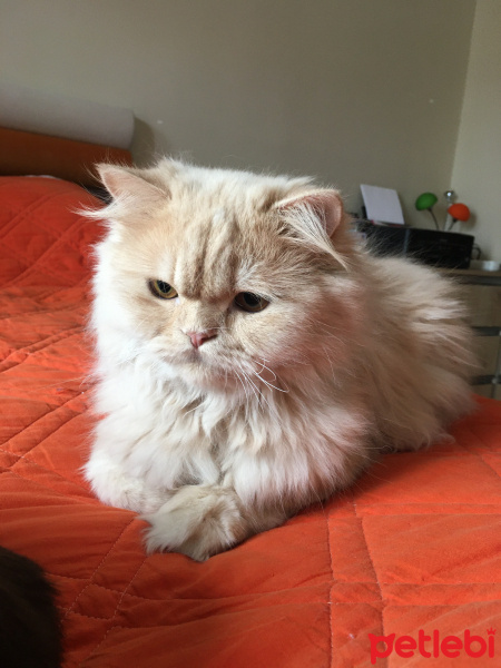 İran Kedisi (Persian), Kedi  Midas fotoğrafı