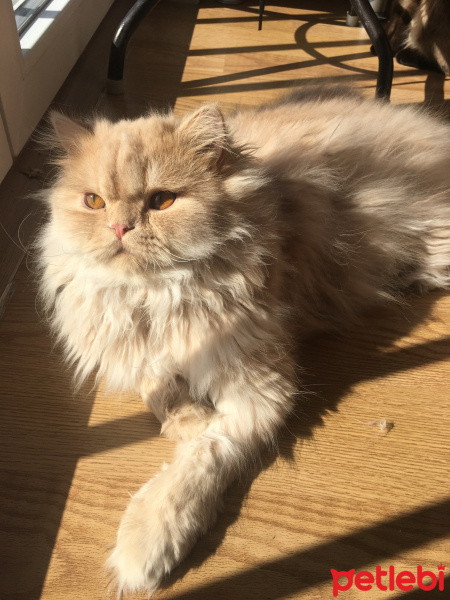 İran Kedisi (Persian), Kedi  Midas fotoğrafı