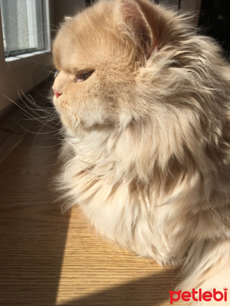 İran Kedisi (Persian), Kedi  Midas fotoğrafı