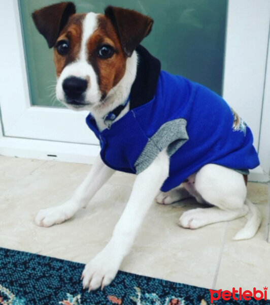 Jack Russell Terrier, Köpek  Boldi fotoğrafı