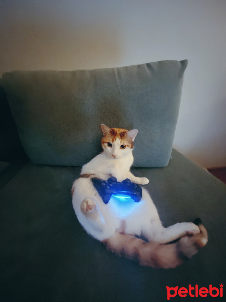 Tekir Kedi, Kedi  Mathilda fotoğrafı