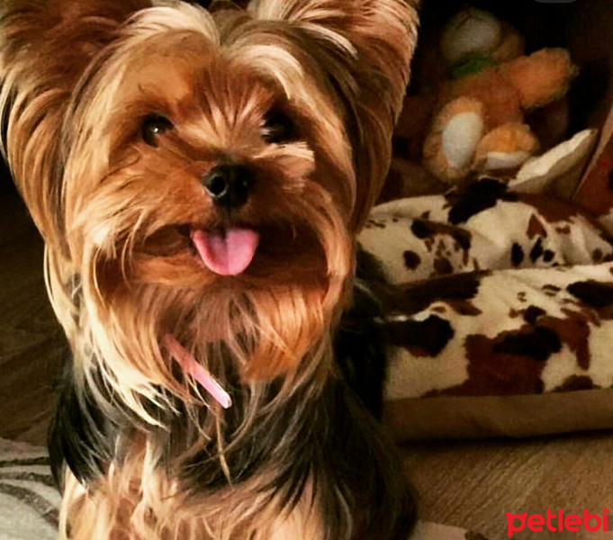 Yorkshire Terrier, Köpek  Raşha fotoğrafı