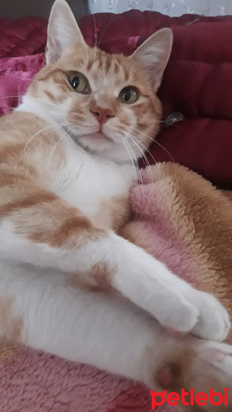 Tekir Kedi, Kedi  Portakal fotoğrafı