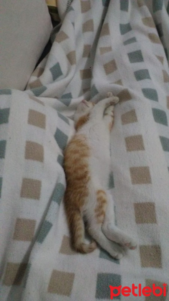 Sarman, Kedi  ŞANSLI fotoğrafı