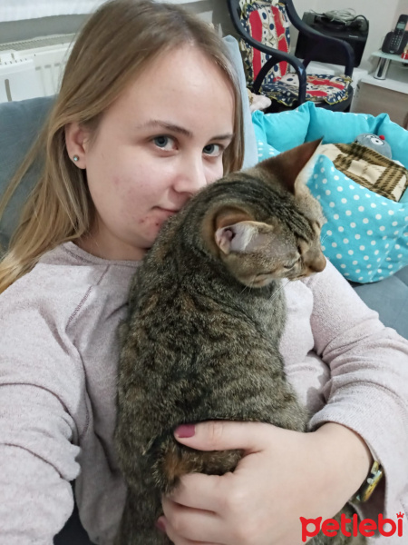 Sarman, Kedi  ŞANSLI fotoğrafı