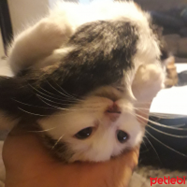 American Wirehair, Kedi  Minik fotoğrafı