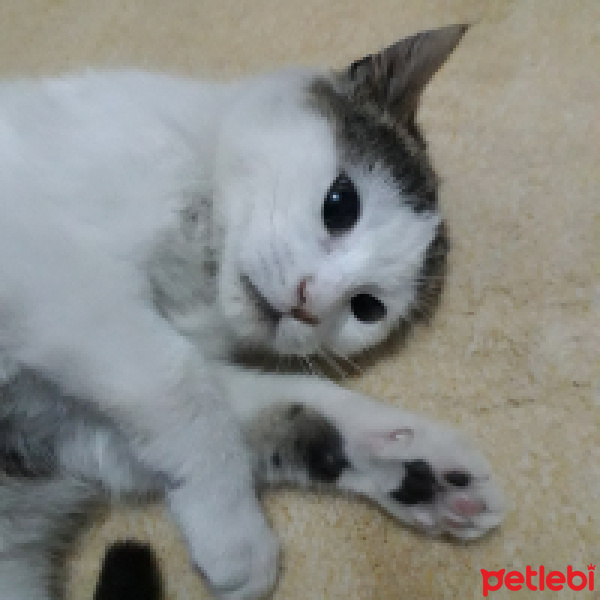 American Wirehair, Kedi  Minik fotoğrafı