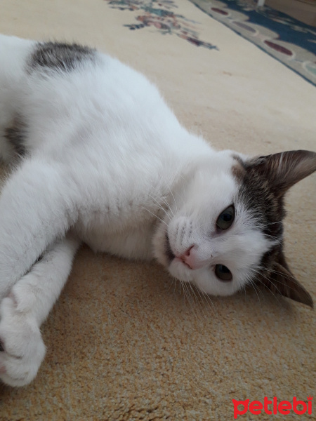 American Wirehair, Kedi  Minik fotoğrafı