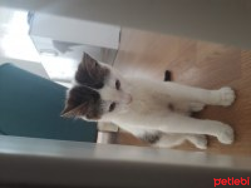 American Wirehair, Kedi  Minik fotoğrafı