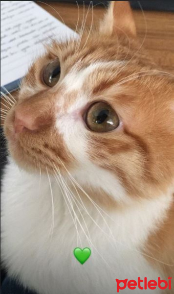 Sarman, Kedi  Sacıt fotoğrafı