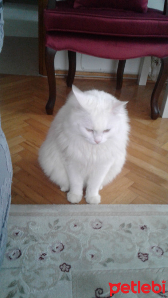 Van Kedisi, Kedi  Pamuk fotoğrafı