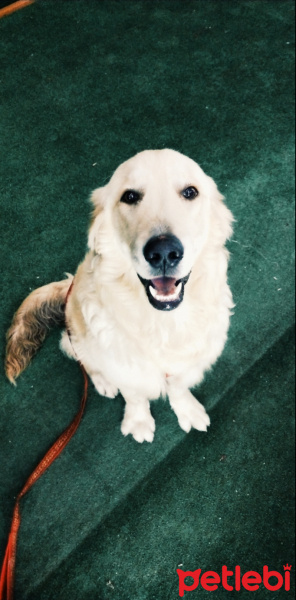 Golden Retriever, Köpek  Bico fotoğrafı