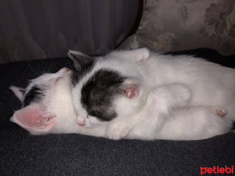 Tekir Kedi, Kedi  Maya fotoğrafı