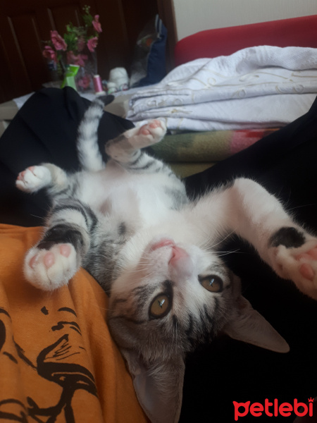 Tekir Kedi, Kedi  şirin fotoğrafı