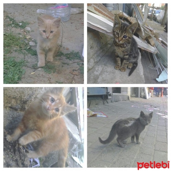 Tekir Kedi, Kedi  Pamuk fotoğrafı