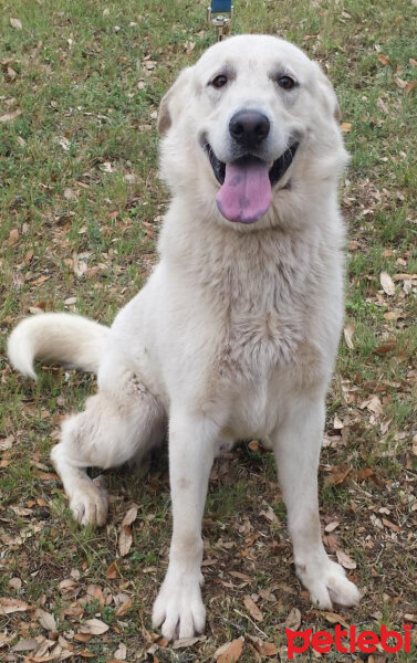 Sokö (Sokak Köpeği), Köpek  Pamuk fotoğrafı