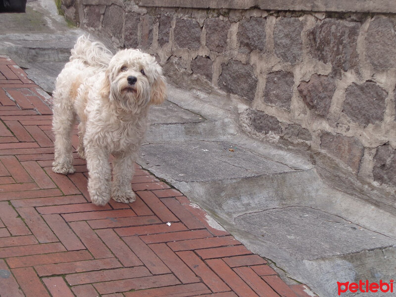 Sokö (Sokak Köpeği), Köpek  Püskül fotoğrafı