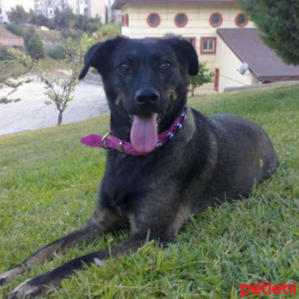 Sokö (Sokak Köpeği), Köpek  Karam fotoğrafı