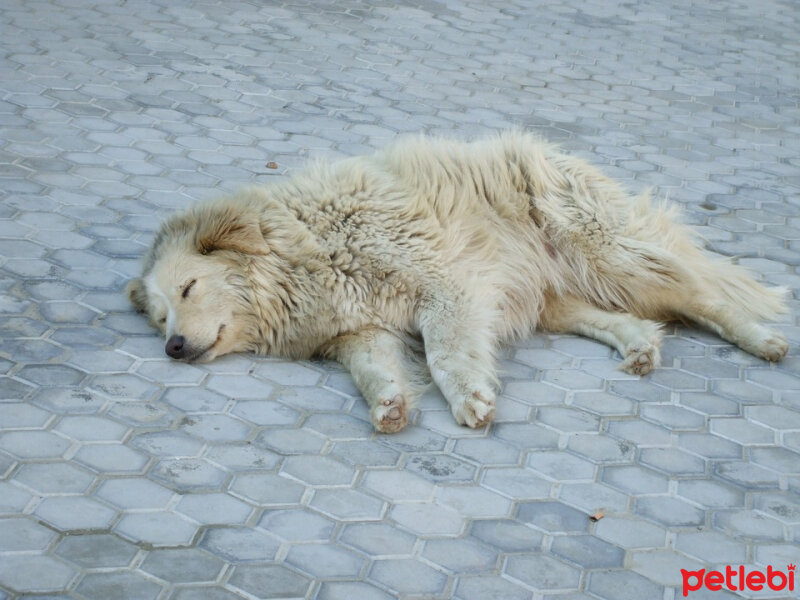 Sokö (Sokak Köpeği), Köpek  Yumoş fotoğrafı