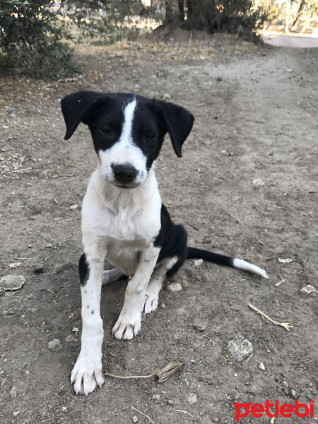 Sokö (Sokak Köpeği), Köpek  Paşa fotoğrafı